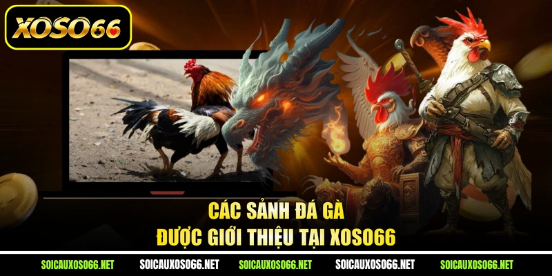 Các sảnh đá gà được giới thiệu tại XoSo66