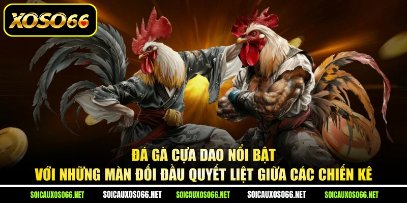 Đá gà cựa dao nổi bật với những màn đối đầu quyết liệt giữa các chiến kê
