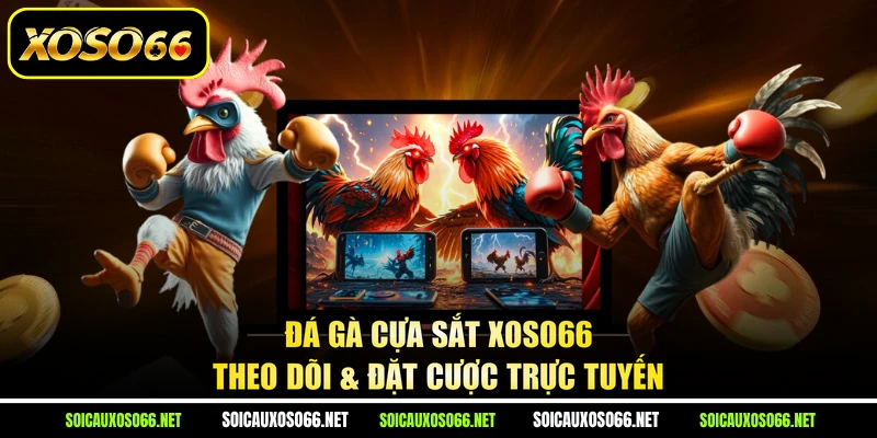 Đá Gà Cựa Sắt XoSo66 - Theo Dõi & Đặt Cược Trực Tuyến