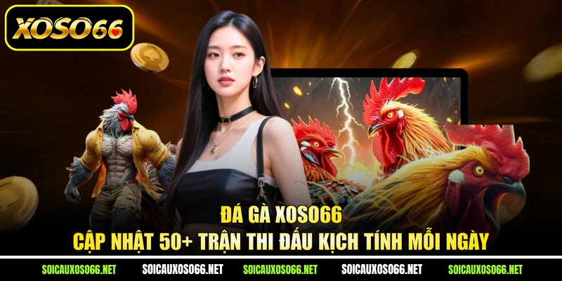Đá Gà XoSo66 - Cập Nhật 50+ Trận Thi Đấu Kịch Tính Mỗi Ngày